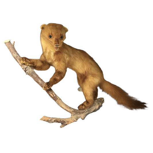Brown taxidermy animal on a branch against a white background