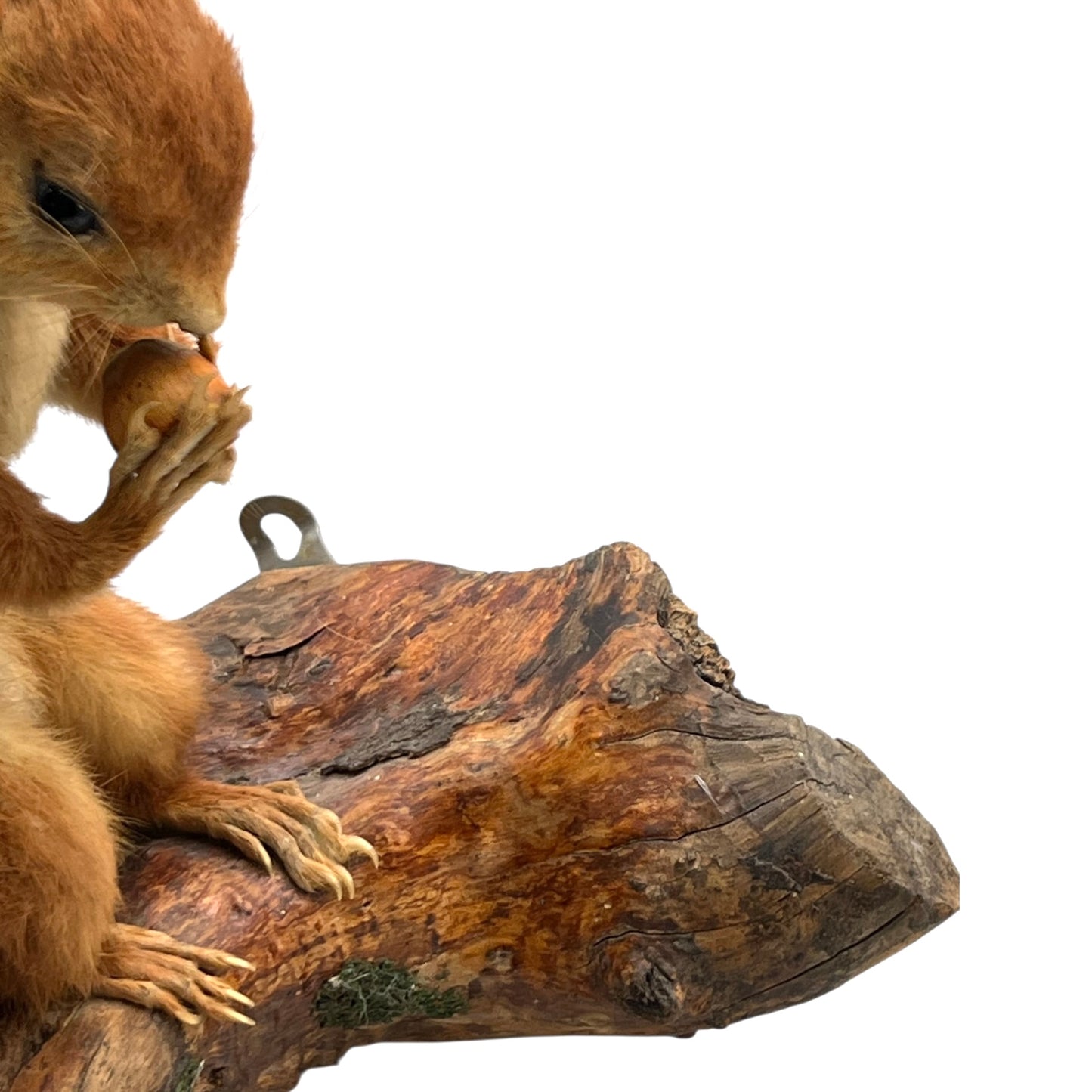 Squirrel on a log with a white background