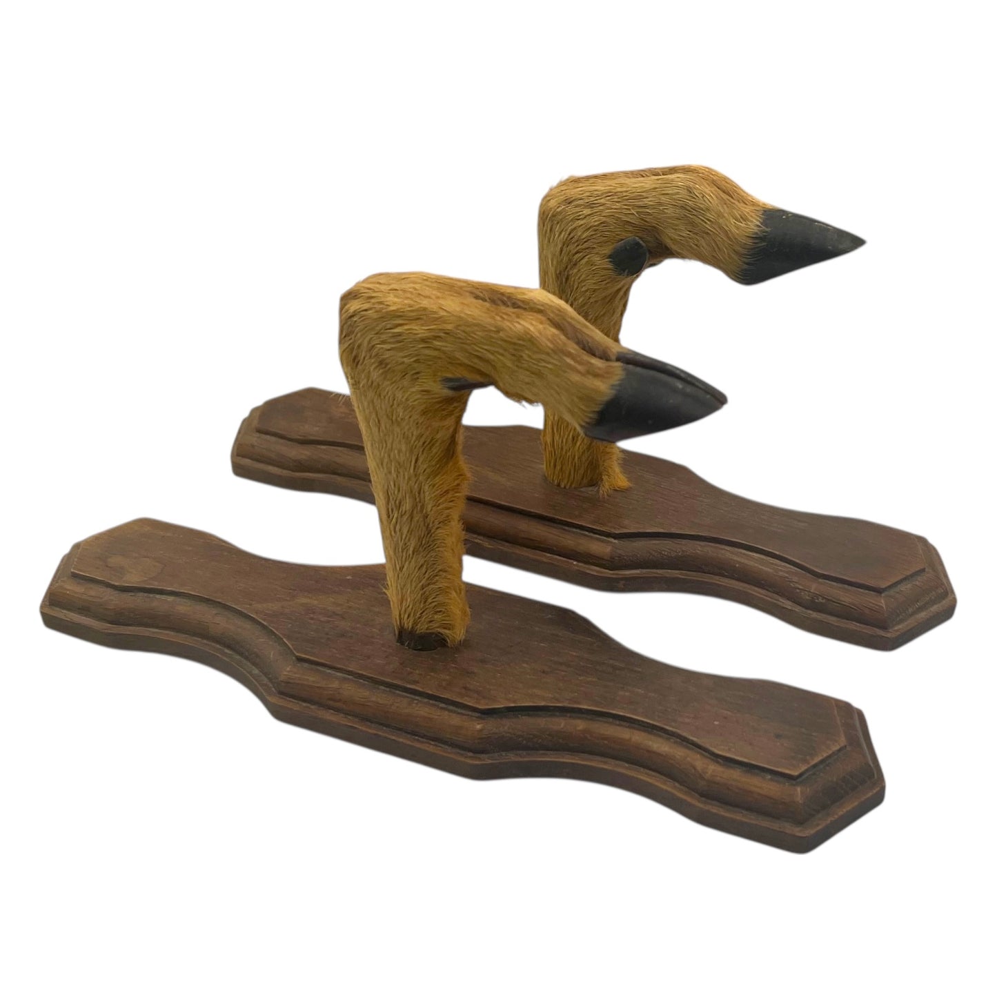 Pair of French vintage deer hooves on wooden mounts on a white background