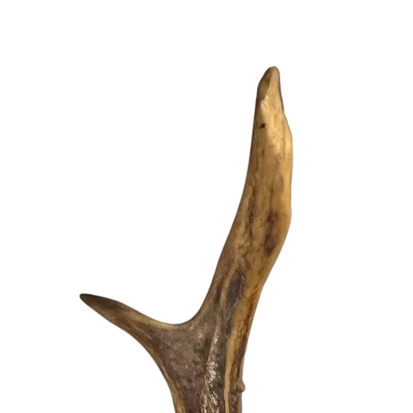 Close-up of a deer head