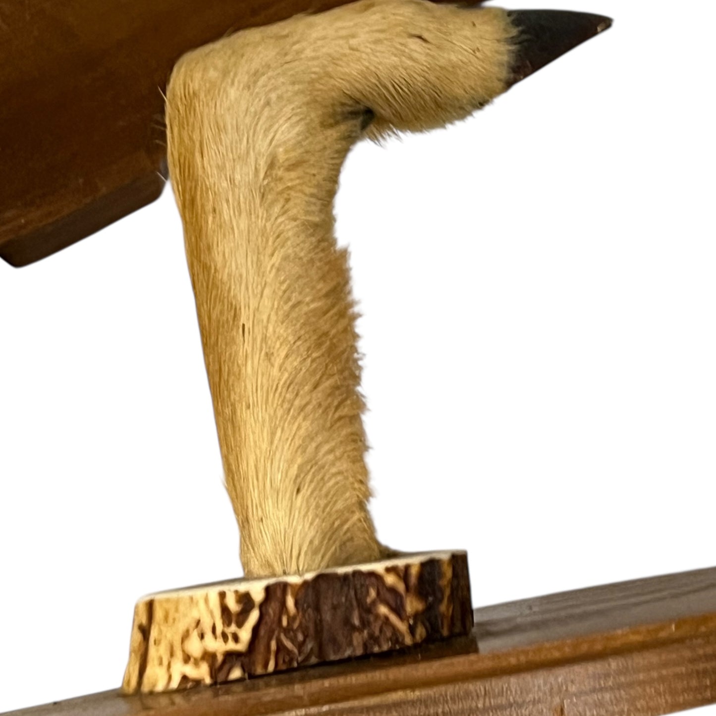 Close-up of a deer's hoof set of coat hooks on a white background