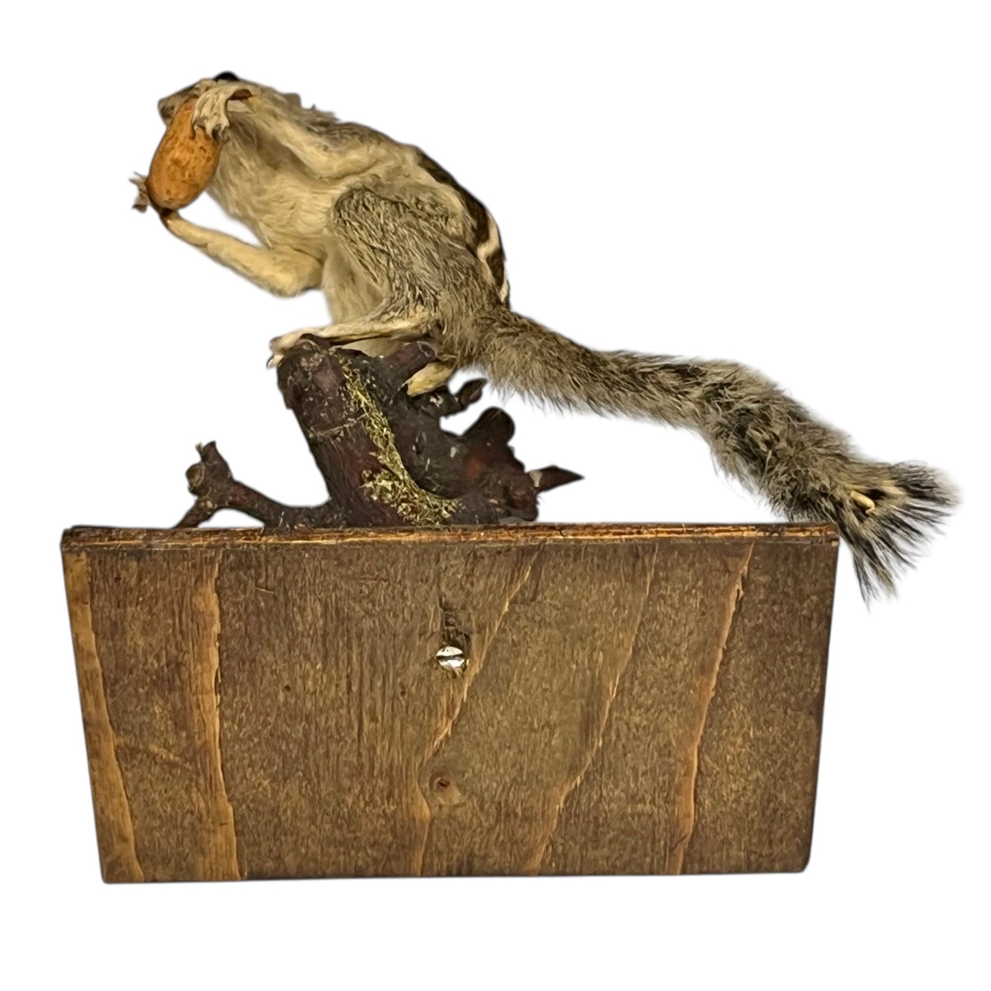 taxidermy chipmunk image of base