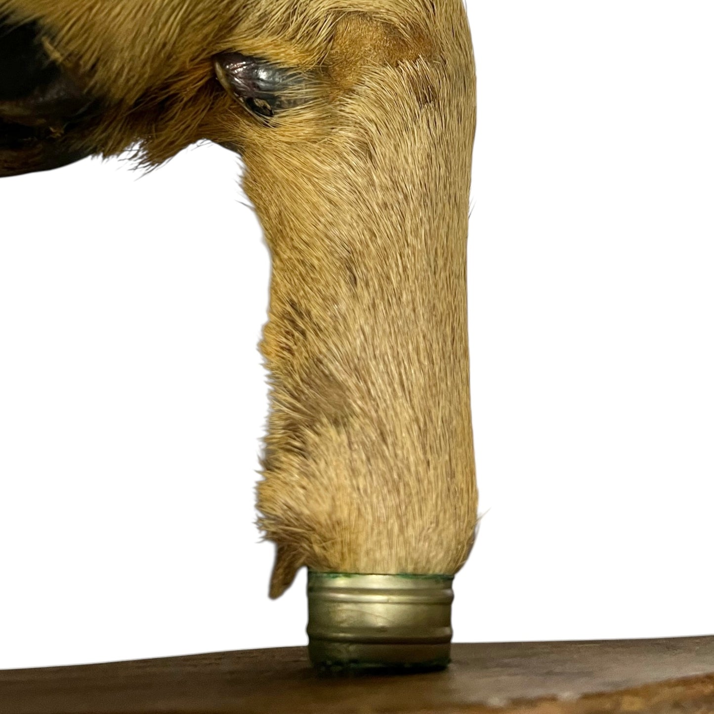 Close up of taxidermy deer hooves