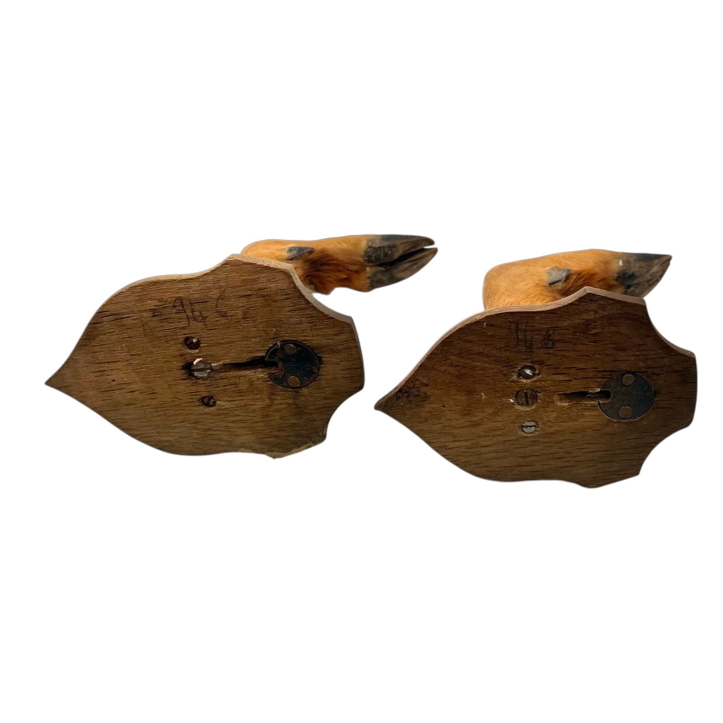 close up of wall-mounted deer hooves decorations on a plain wall.