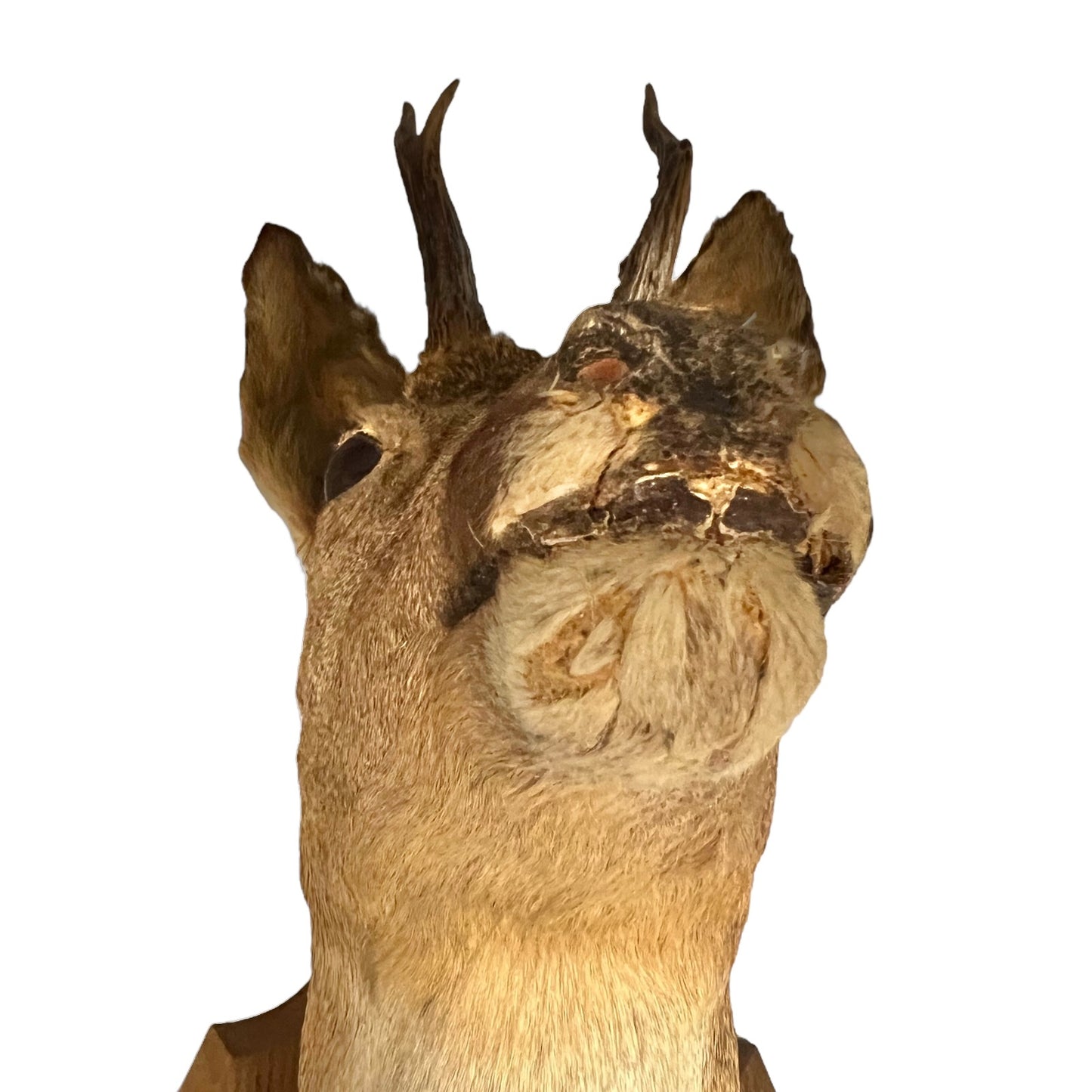 Taxidermy deer head with antlers on a white background