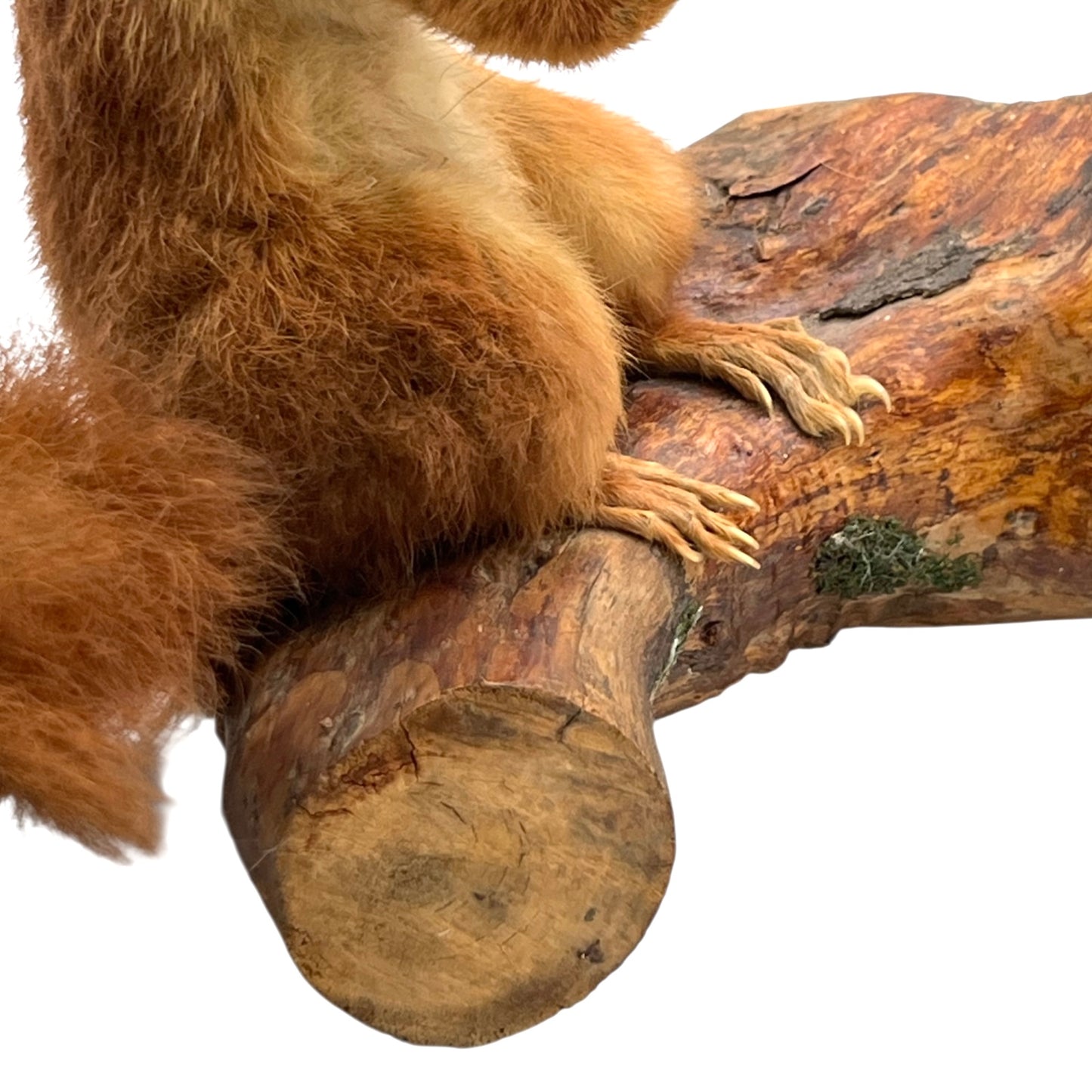 Taxidermy of a red squirrel on a branch with a white background