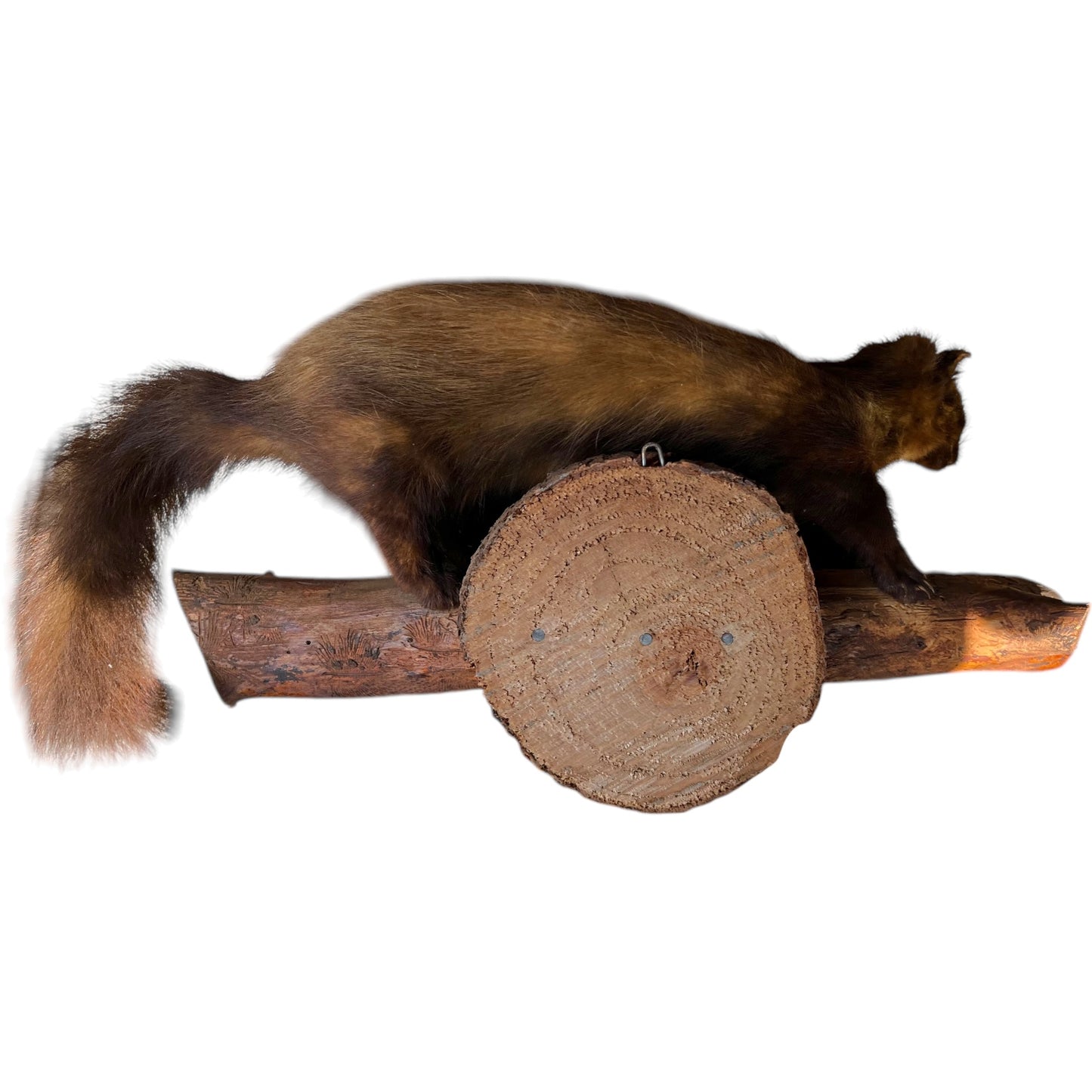 taxidermy mink back view