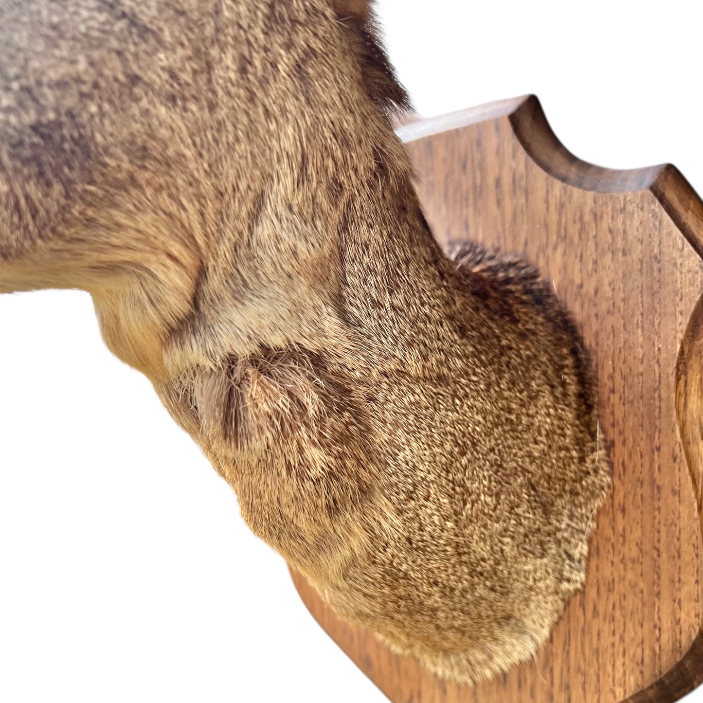 Close up of deer taxidermy head