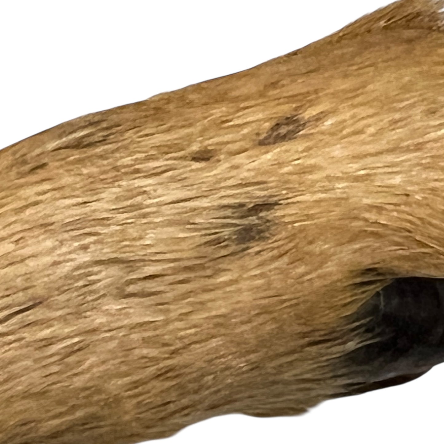 Taxidermy deer hoof handle with a cast iron rod on a white background