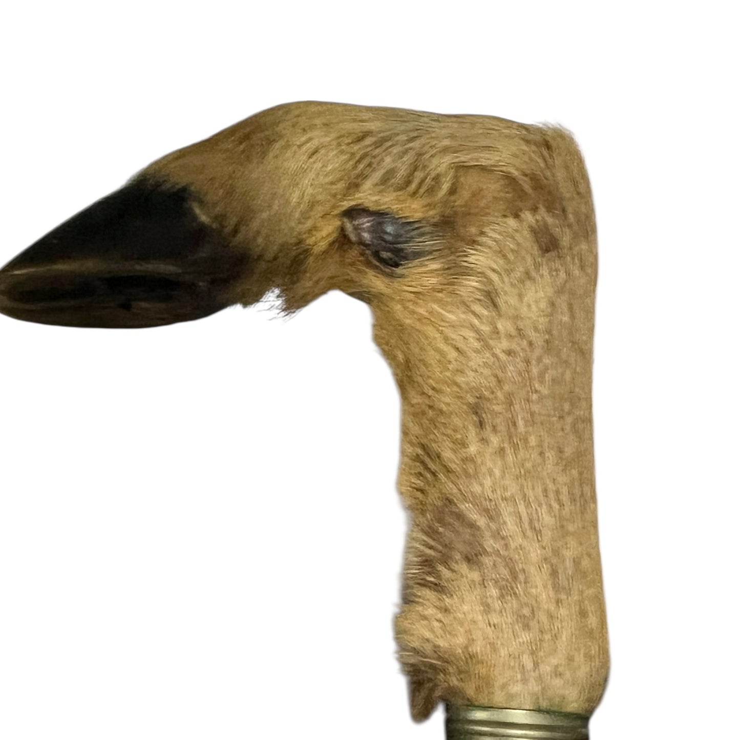 Close up of taxidermy deer hooves