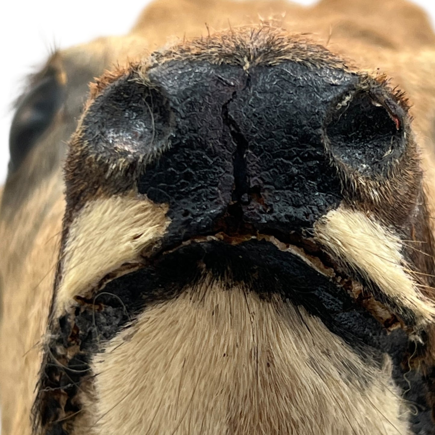 Close-up of a deers mouth with a blurred background