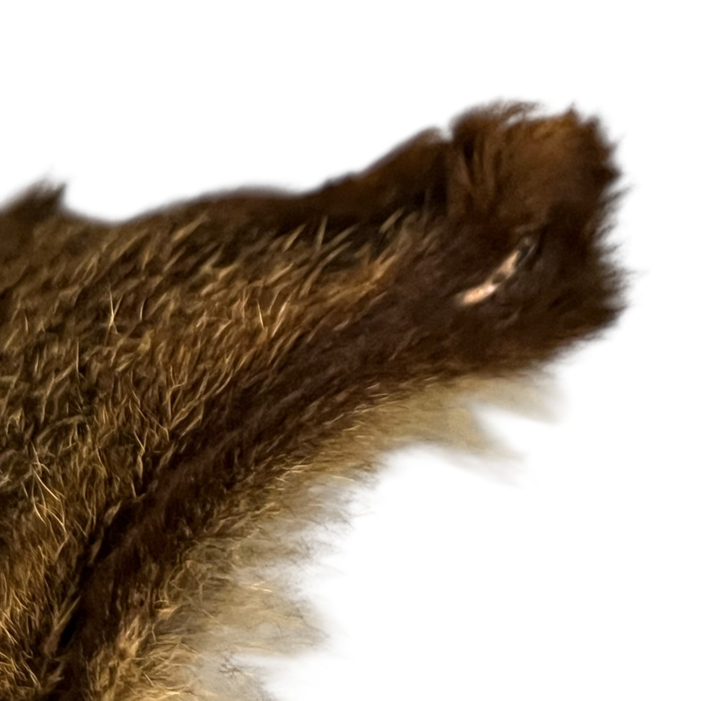 Close up of deer taxidermy head