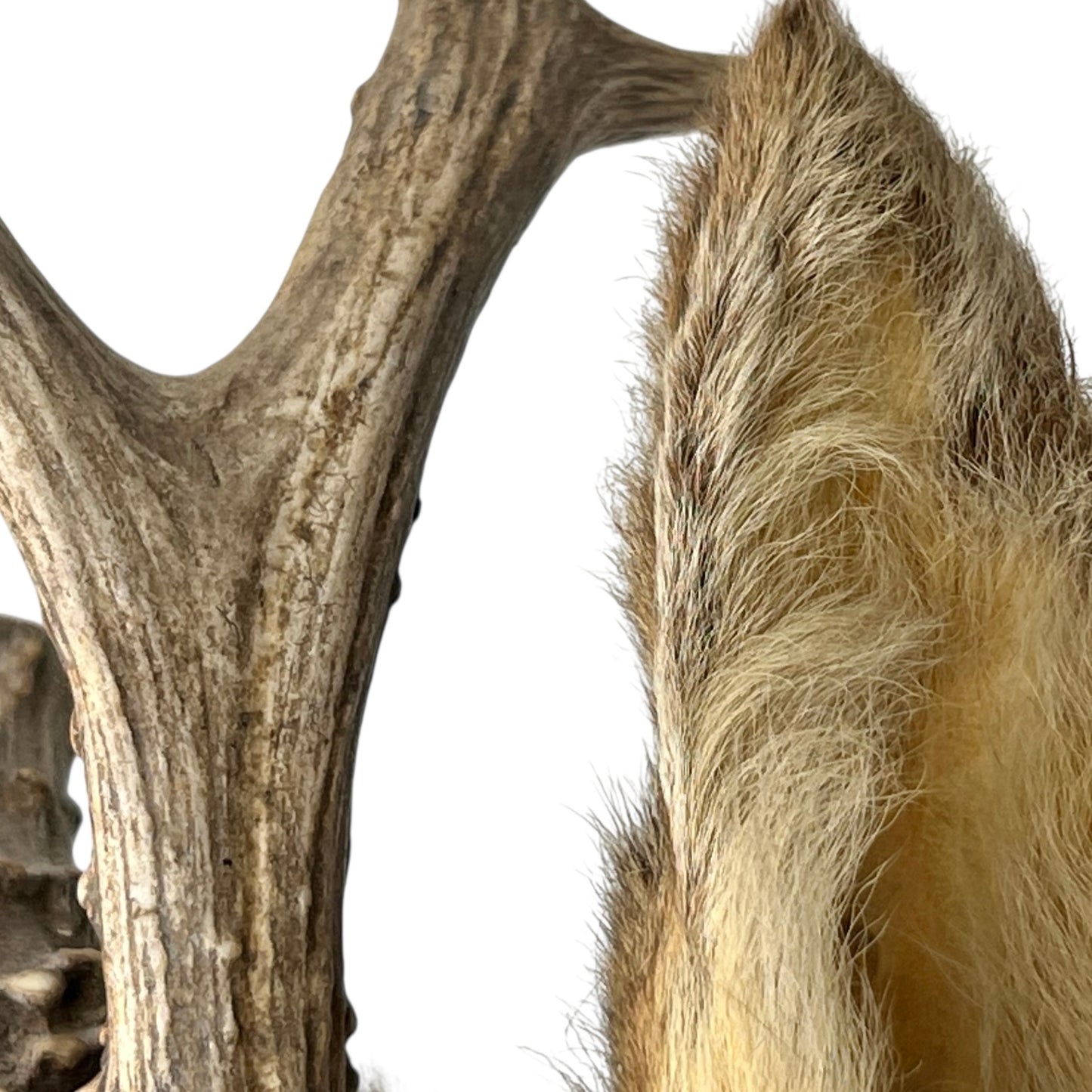 Close-up of deer antlers with fur on a white background