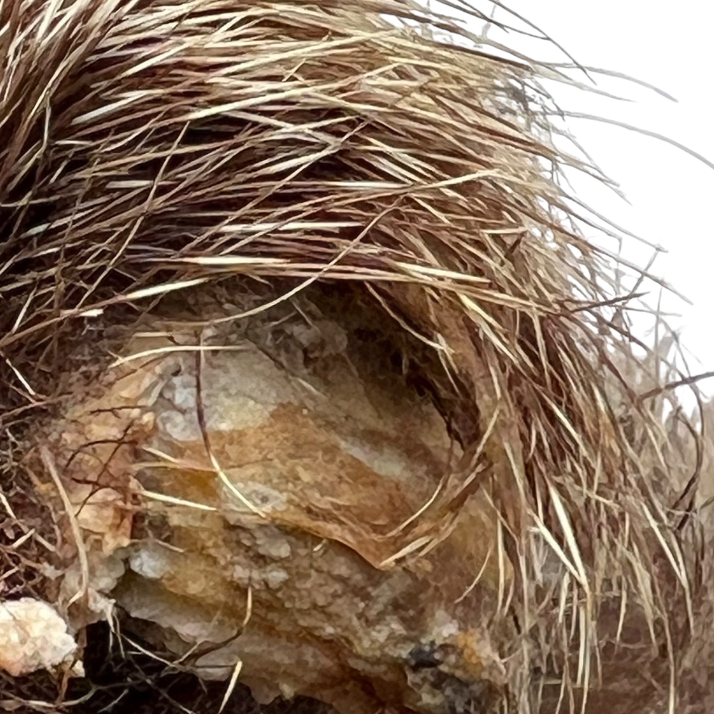 close up of taxidermy head