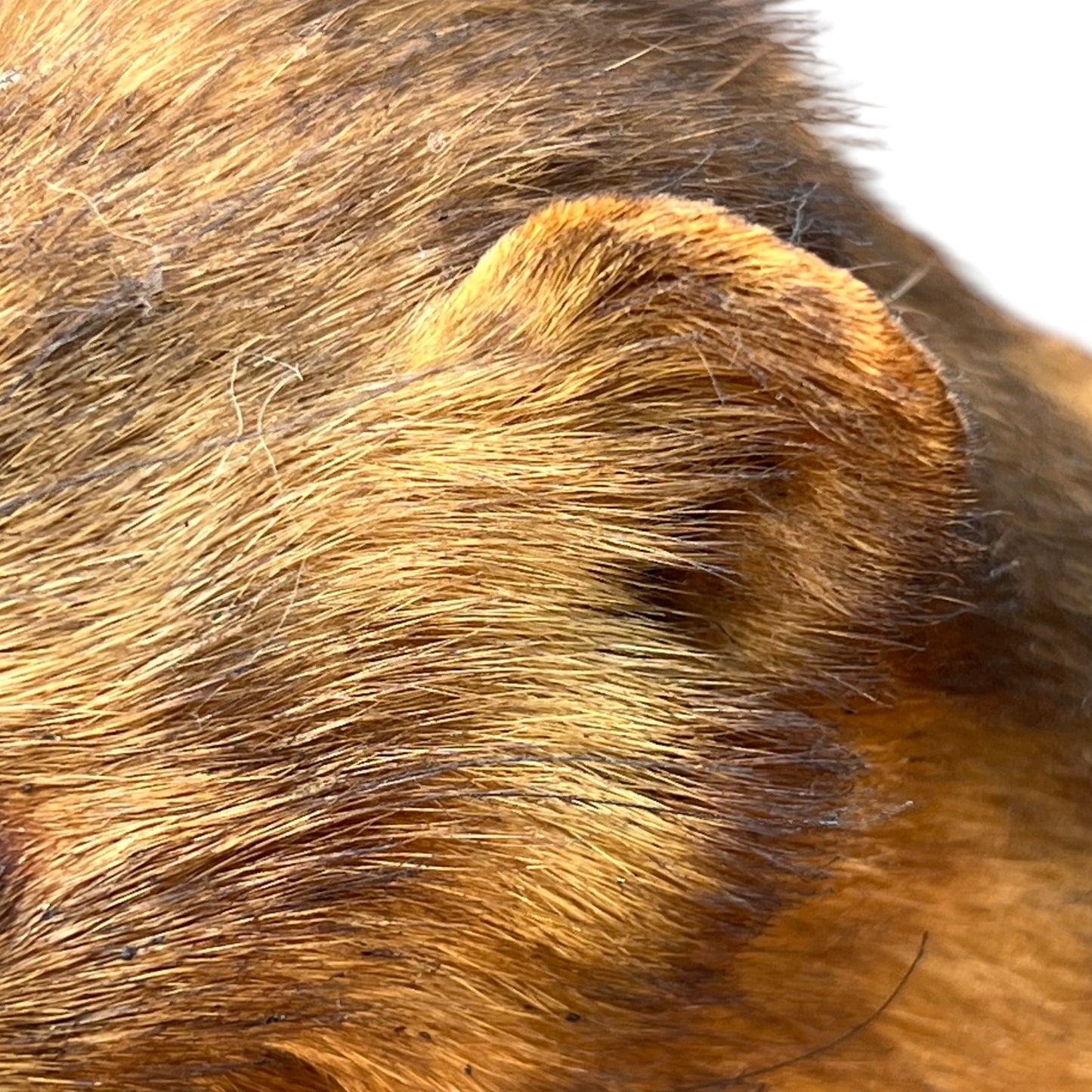 taxidermy mink ears