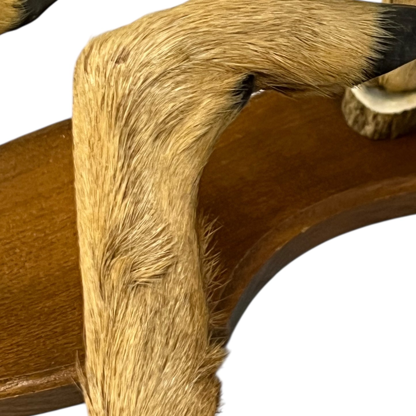 Close-up of a deer's hoof set of coat hooks on a white background
