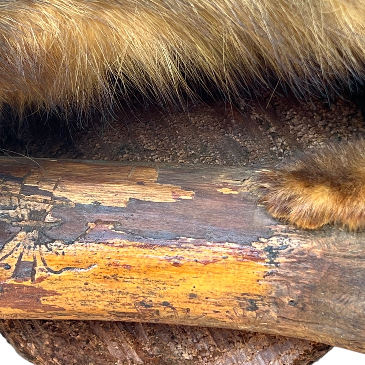 taxidermy mink wooden mount