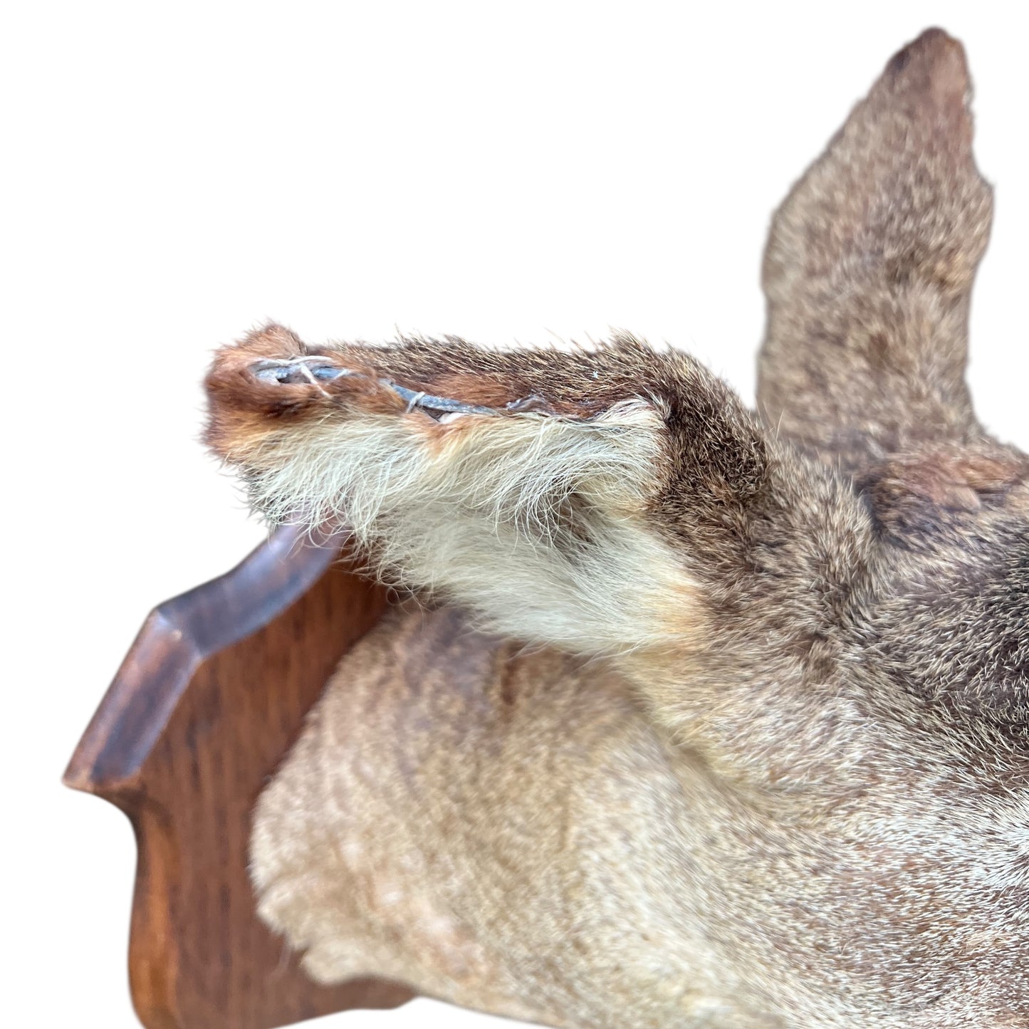 Close up of deer taxidermy head
