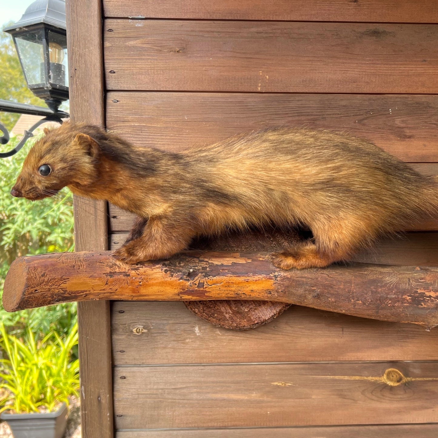 French vintage taxidermy small mammal, mink, stoat for sale from All Things French Store