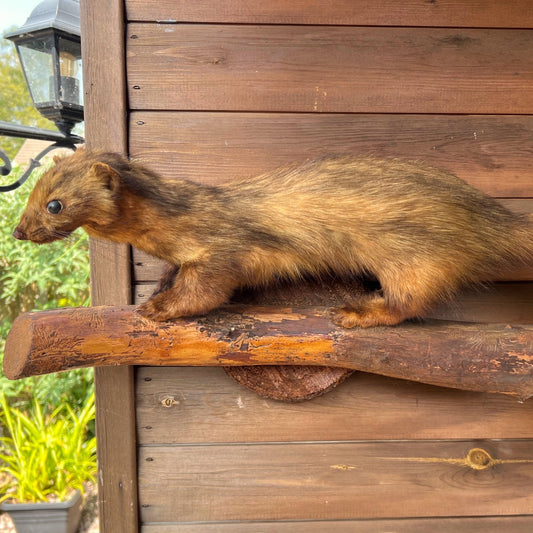 French vintage taxidermy small mammal, mink, stoat for sale from All Things French Store