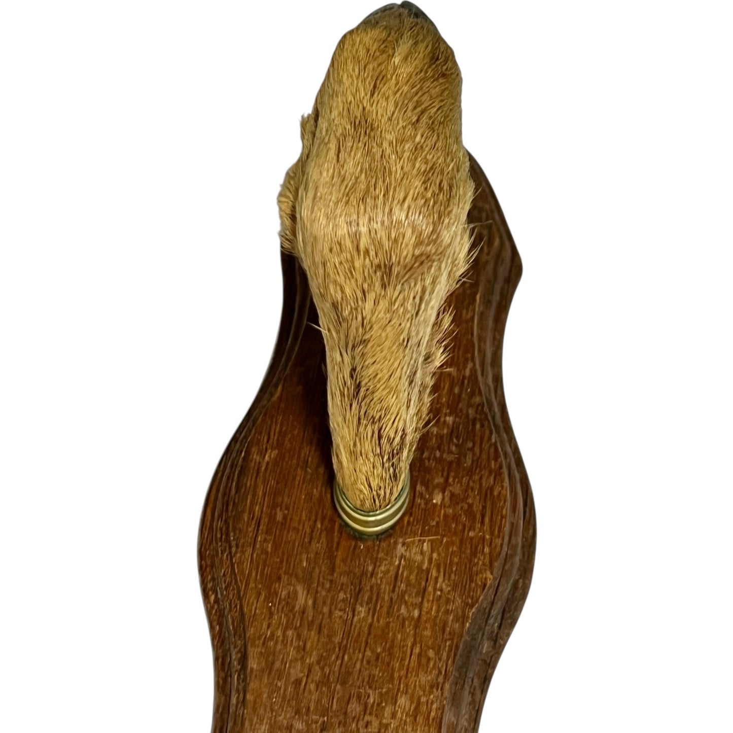 Close up of taxidermy deer hooves
