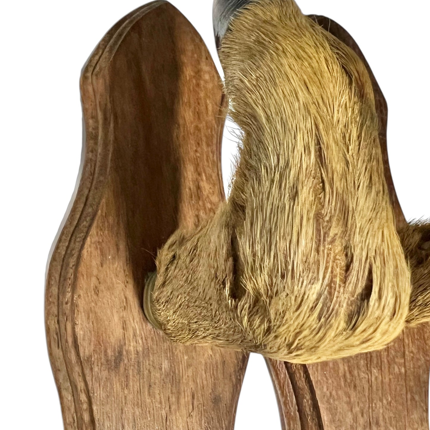 Close up of taxidermy deer hooves