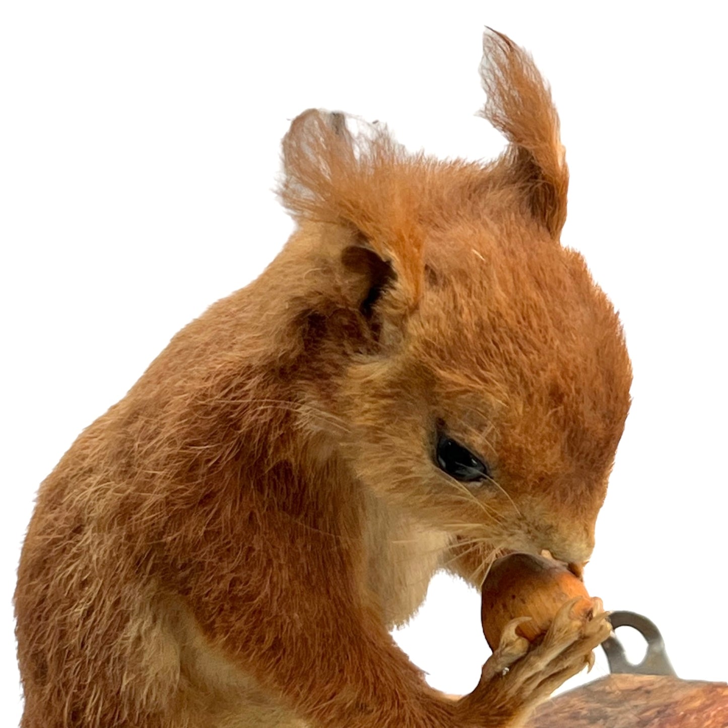 Squirrel holding a nut on a white background