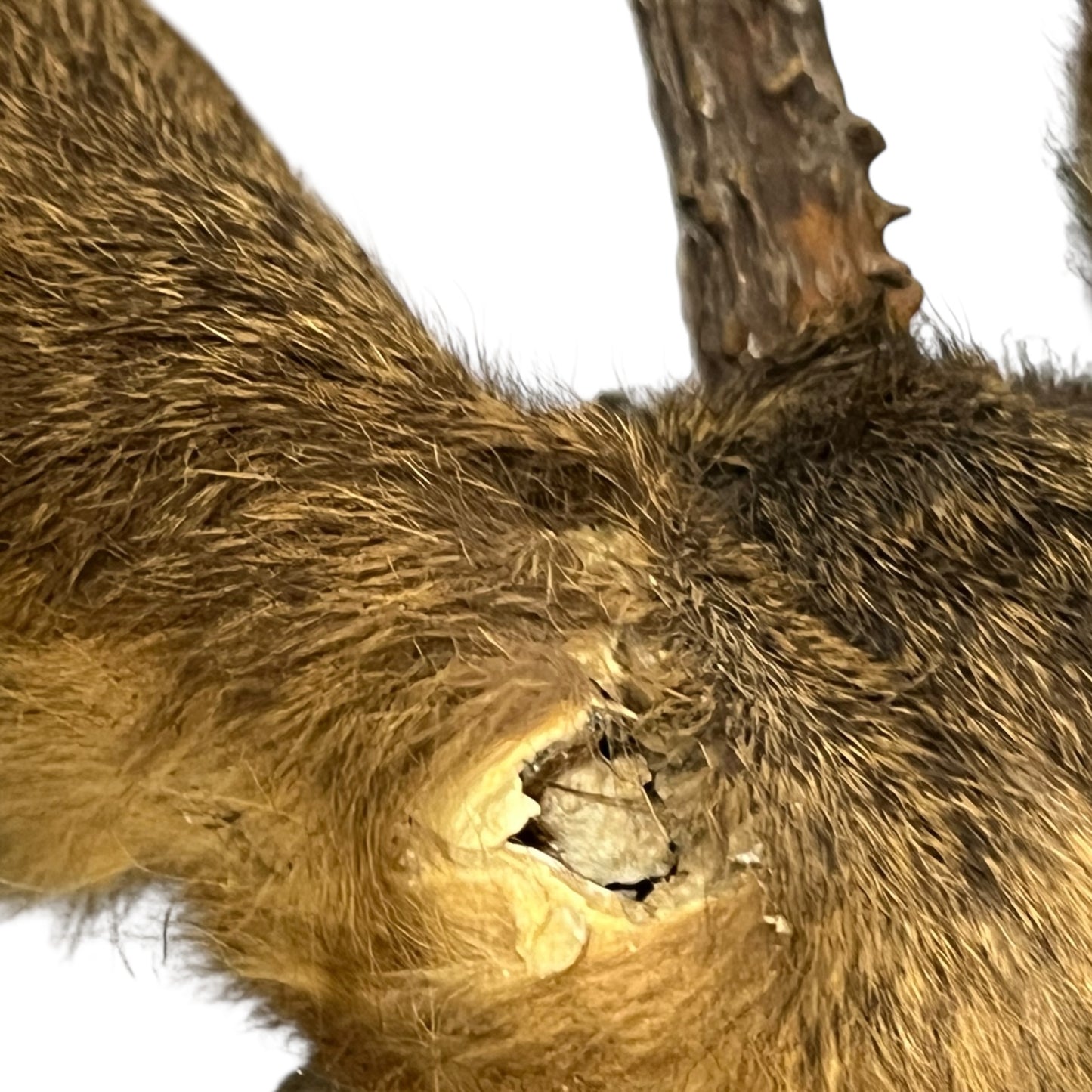 Close-up of a deer head