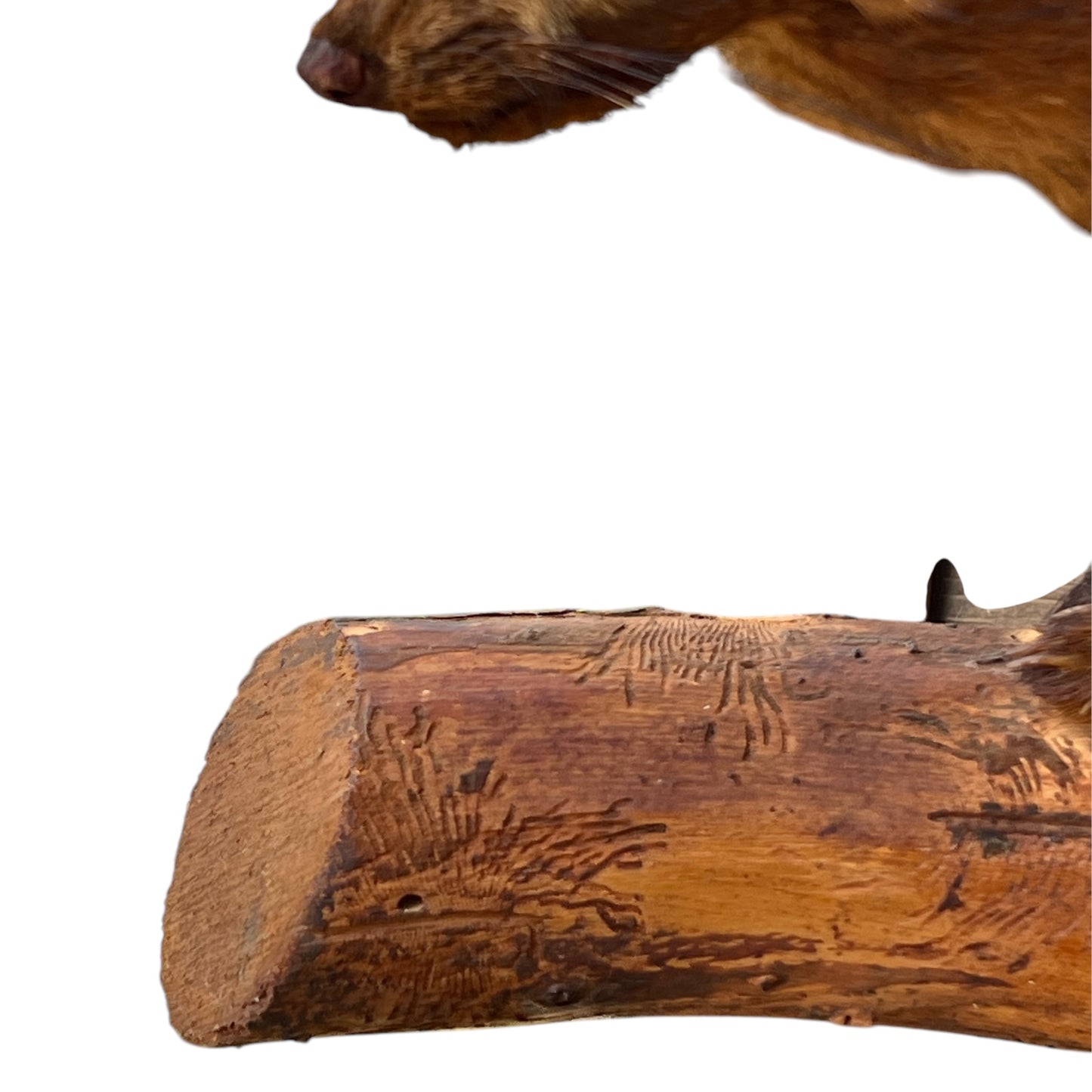 taxidermy mink mount
