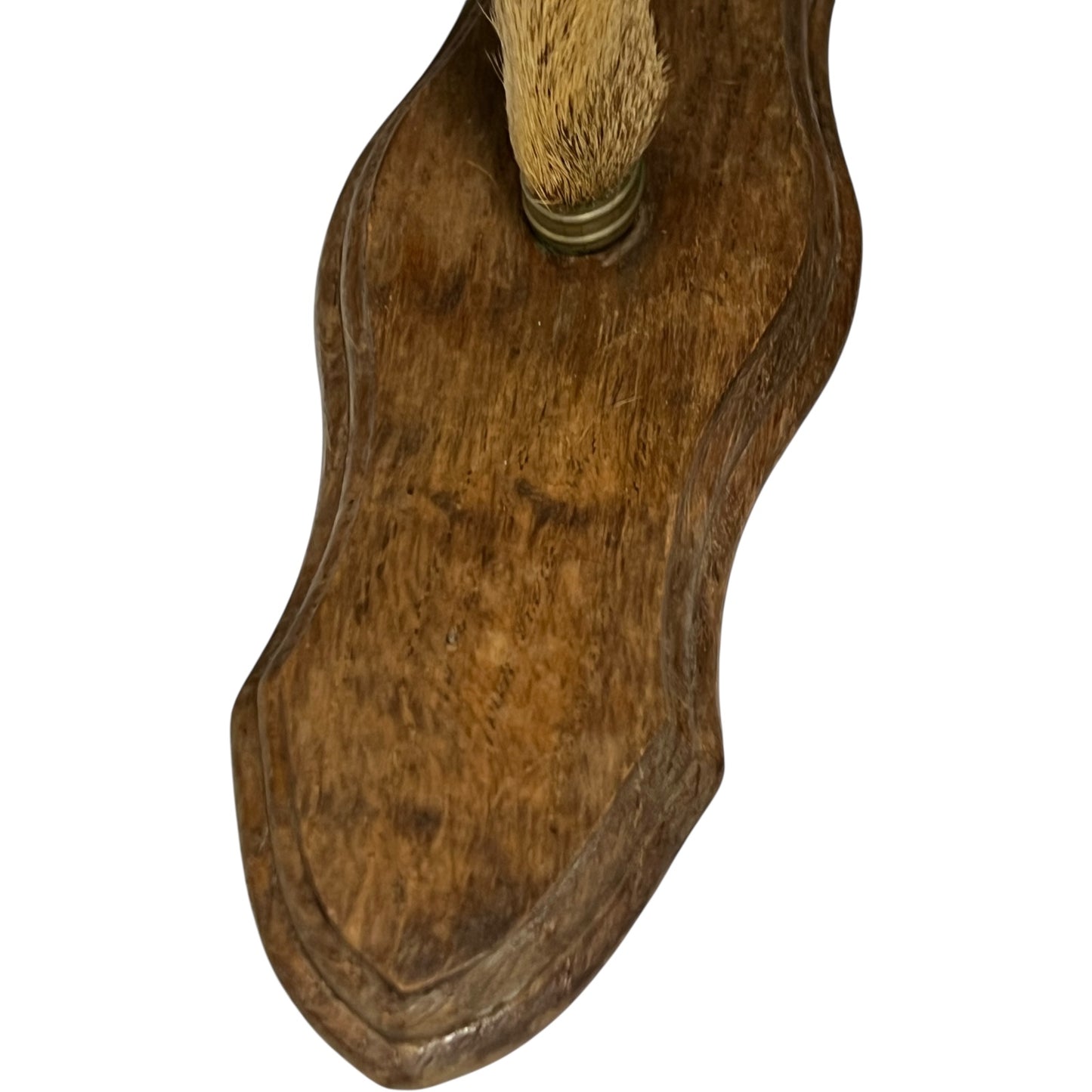 Close up of taxidermy deer hoof mount