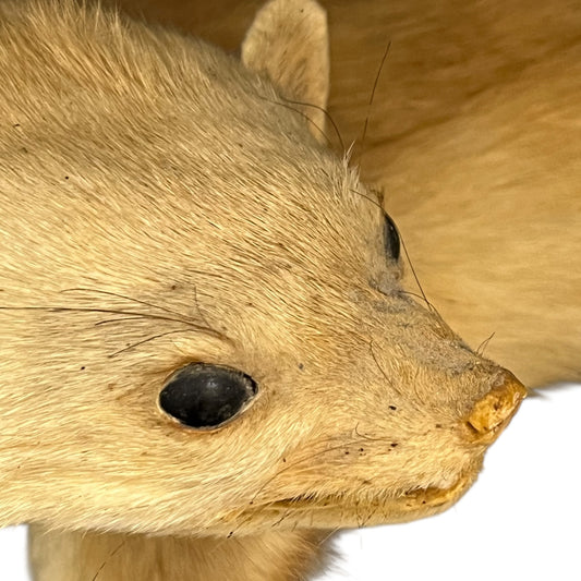 French Vintage Taxidermy Stuffed Animal, Weasel Pine Marten Stoat on a wooden branch mount for sale