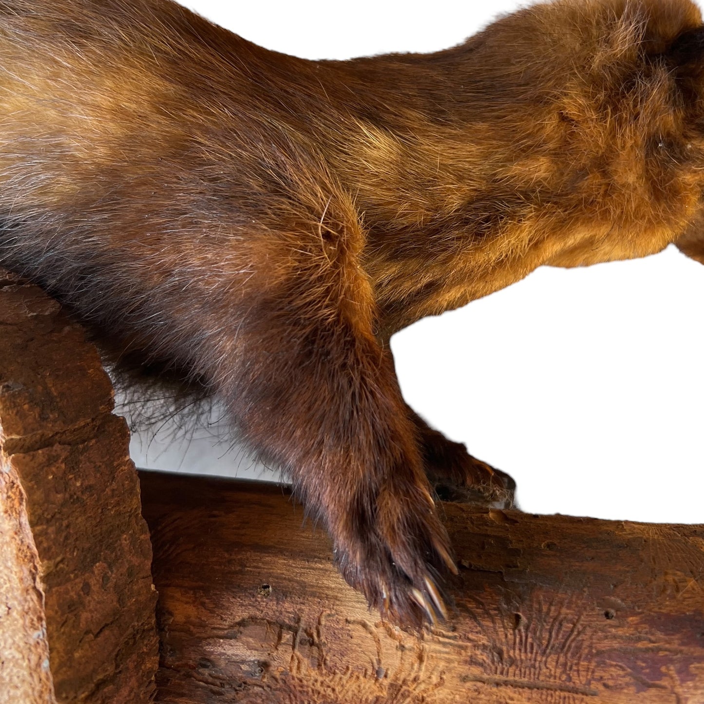 taxidermy mink legs