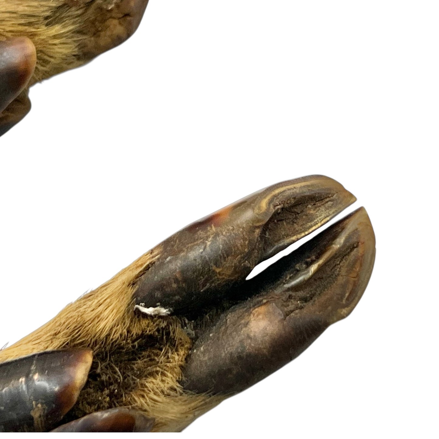 Close up of deer hoof taxidermy cutlery on a white background