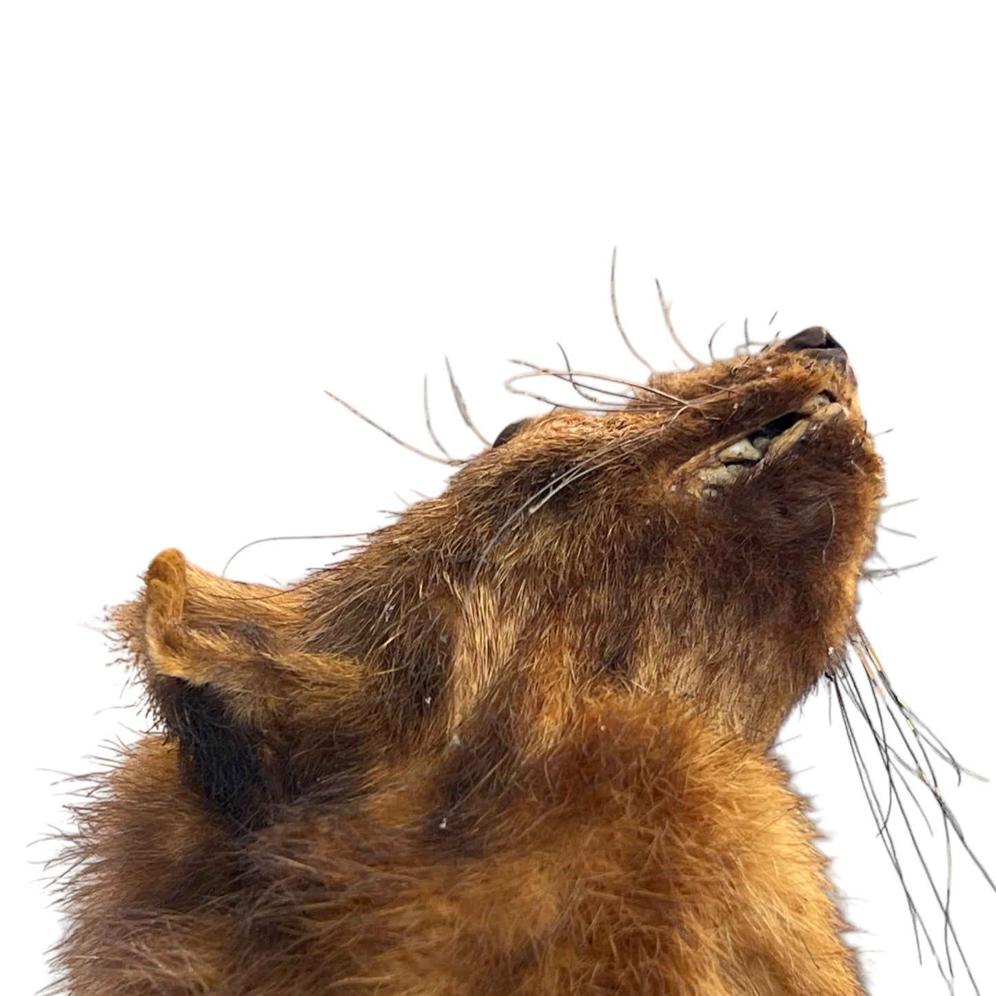 taxidermy mink mouth