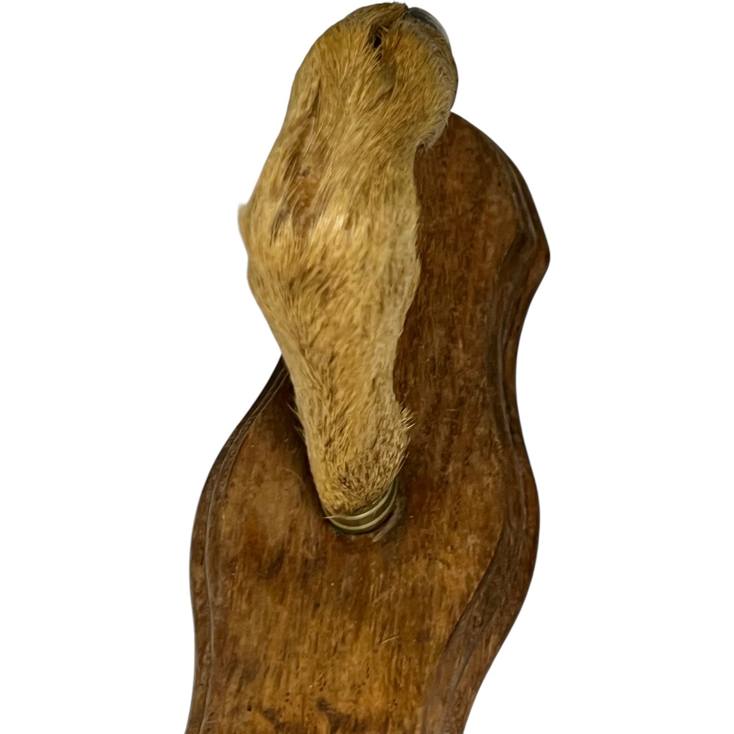 Close up of taxidermy deer hooves