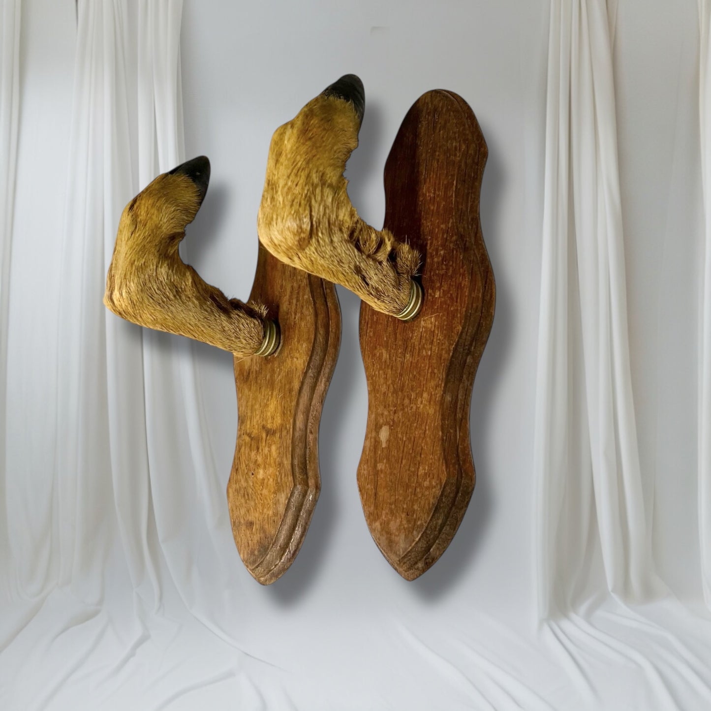 Pair of French vintage taxidermy deer hooves on wooden mounts set on a white background