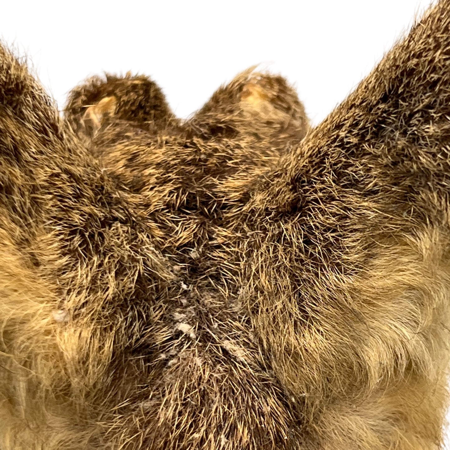 Close-up of brown fur texture