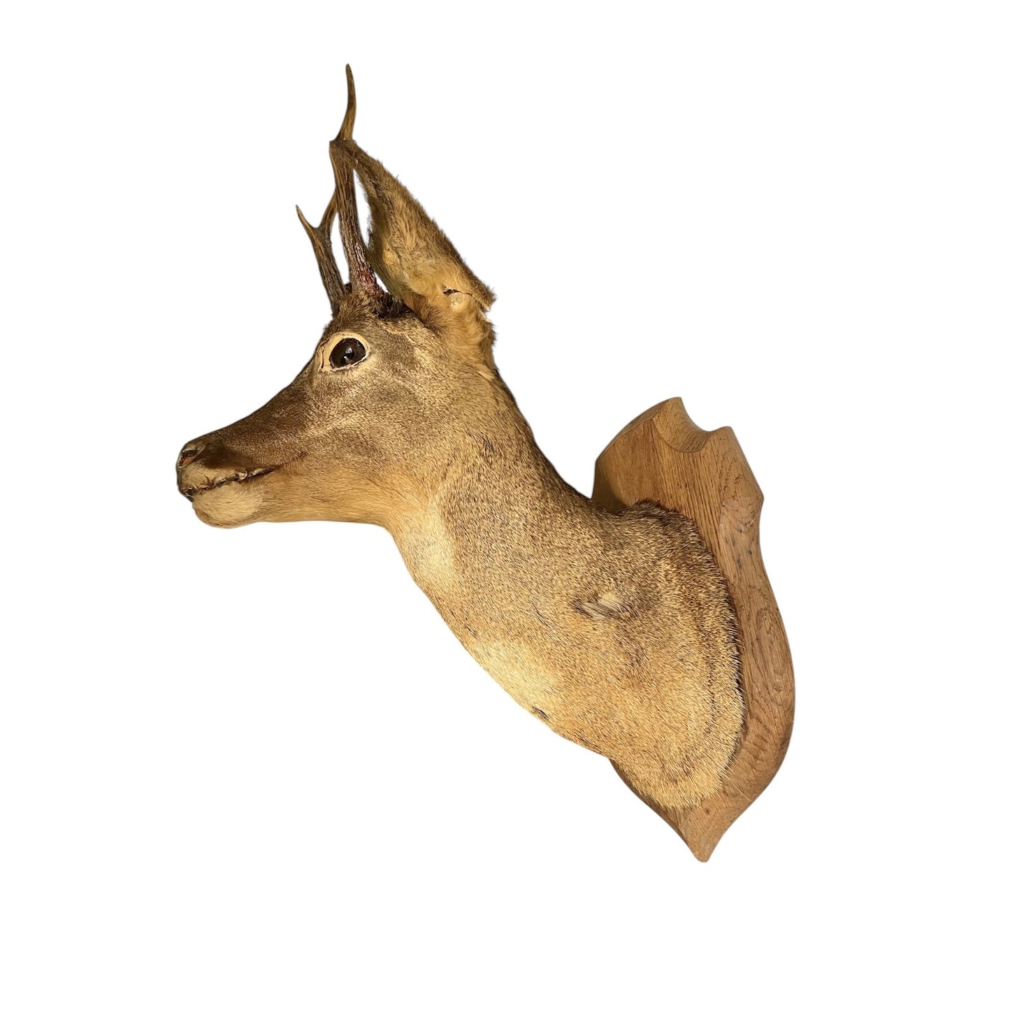 Taxidermy deer head mount on a white background