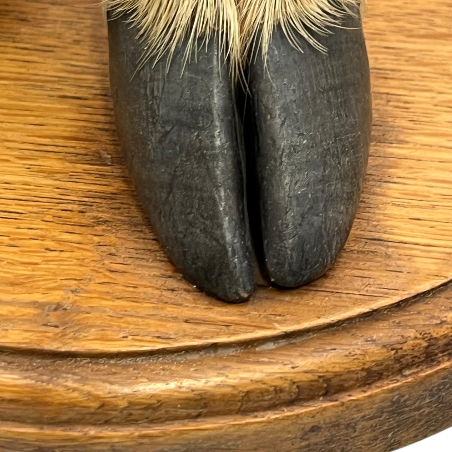 close up image of taxidermy stand base