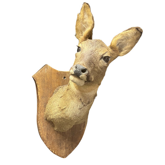 Taxidermy deer head mounted on a wooden plaque with a white background