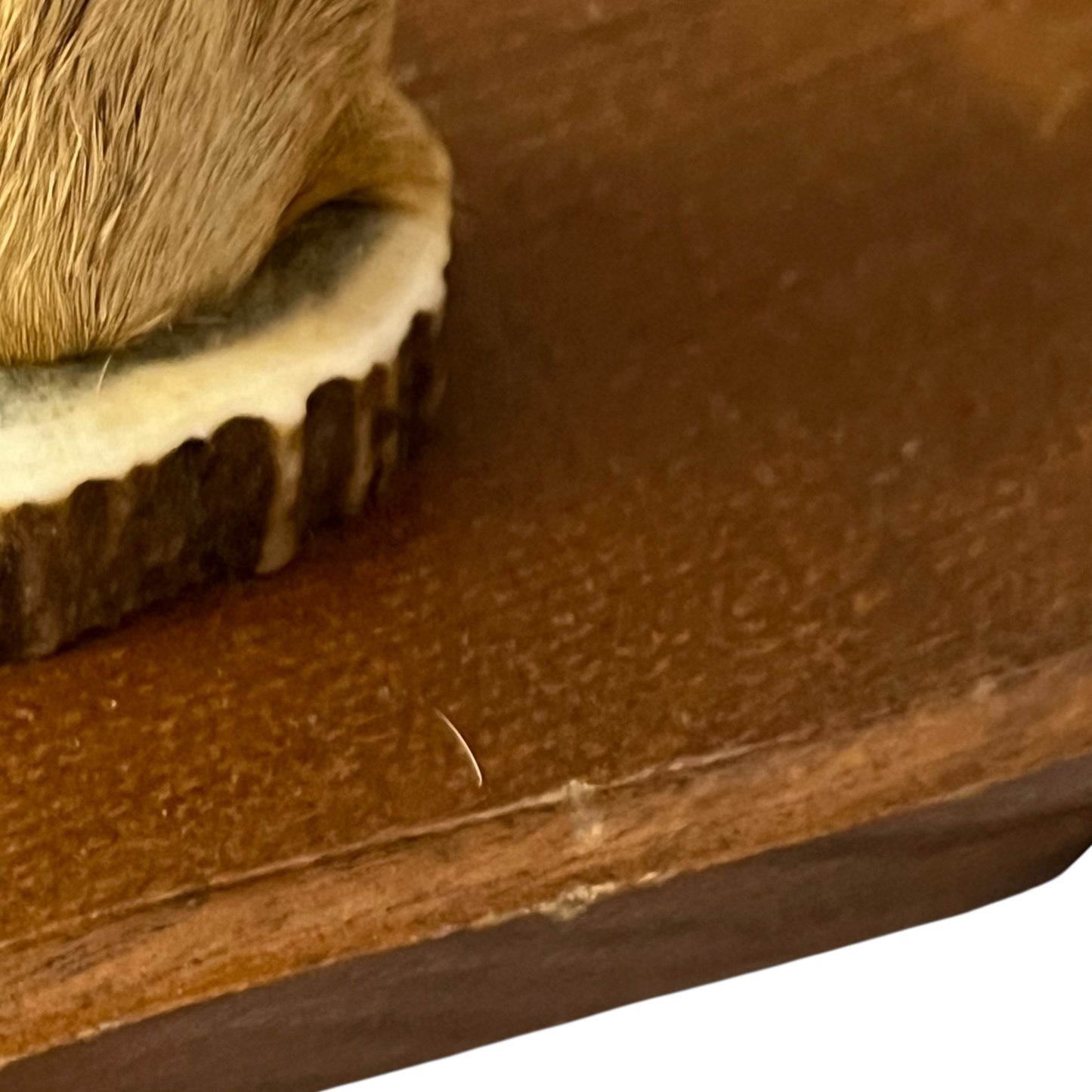 Close-up of a deer's hoof set of coat hooks on a white background
