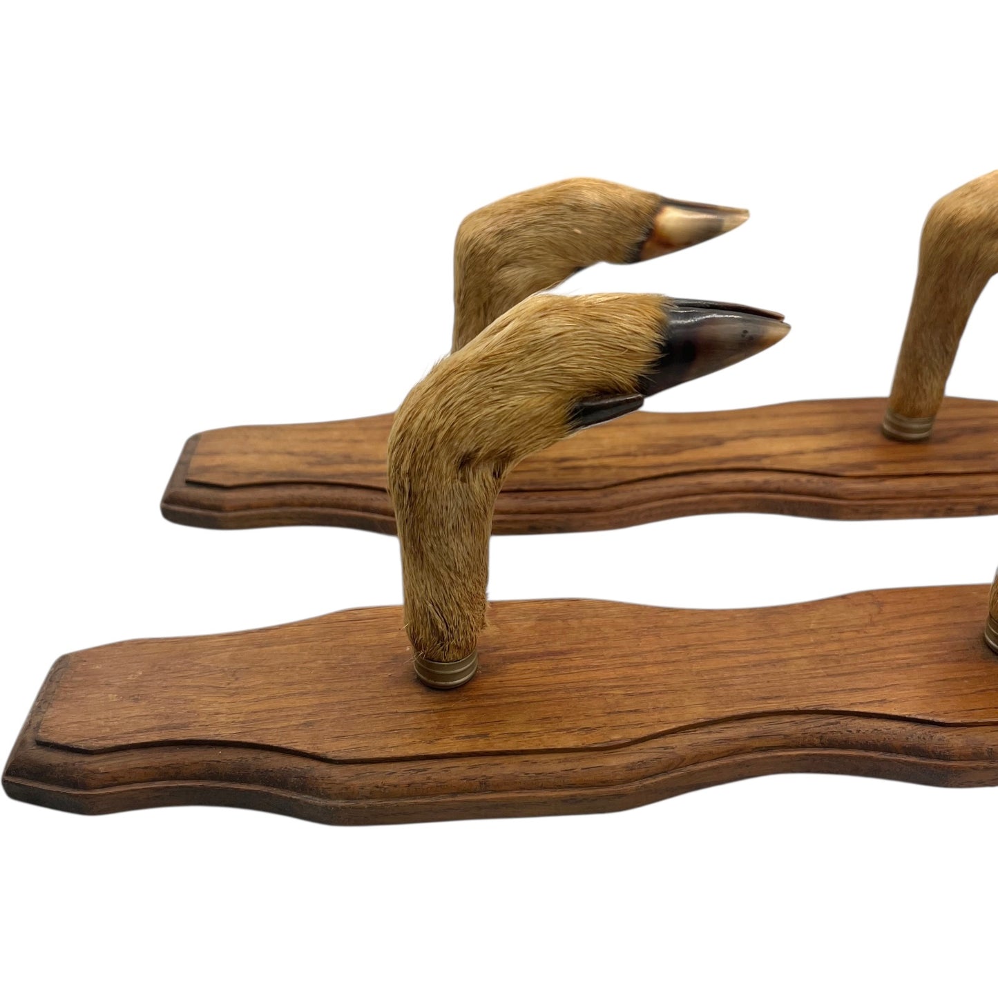 Set of 6 French vintage deer hooves on a 2 wooden mounts, ideal for coat hooks - on a white background