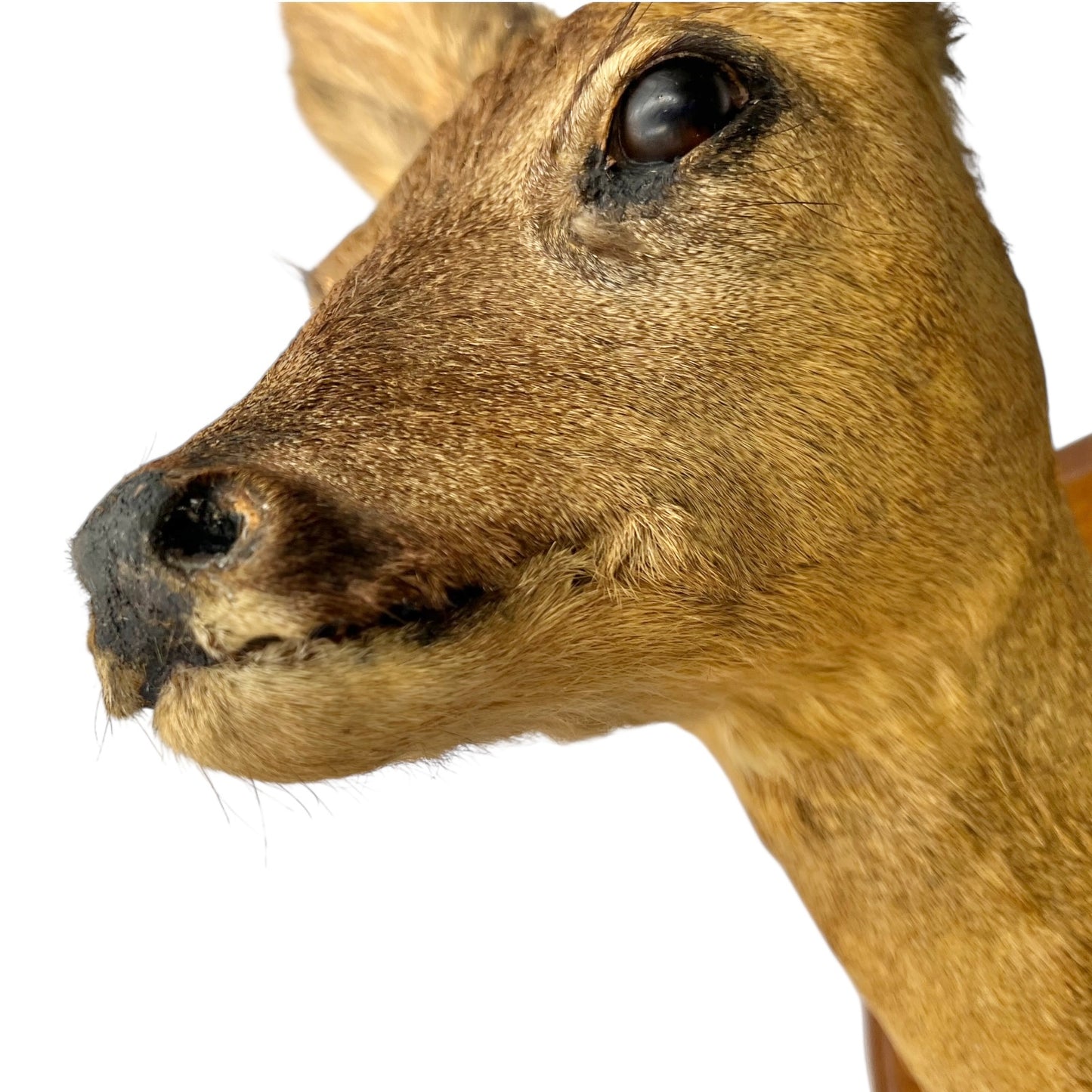 Close-up of a deer's face on a white background