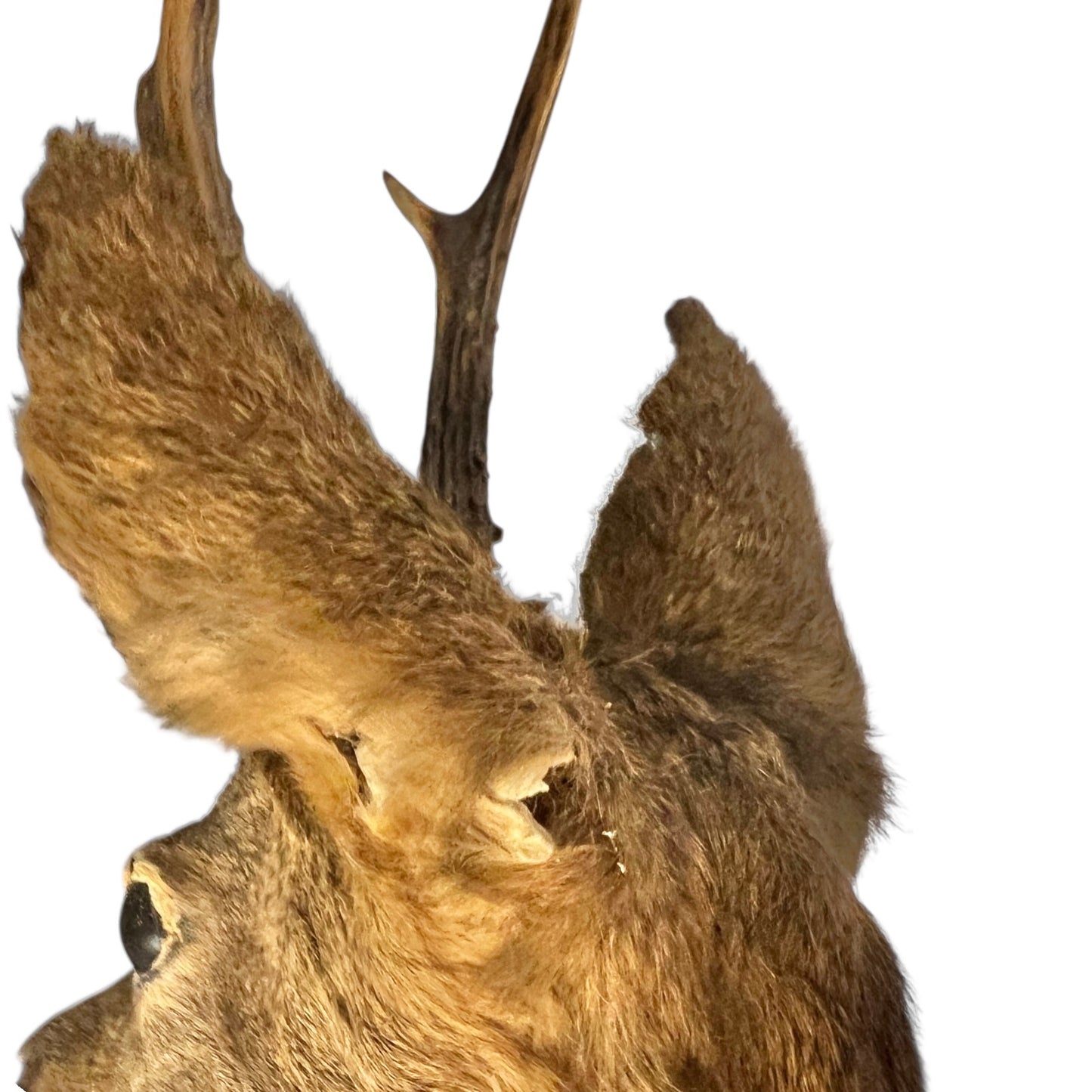 Taxidermy deer head with antlers on a white background