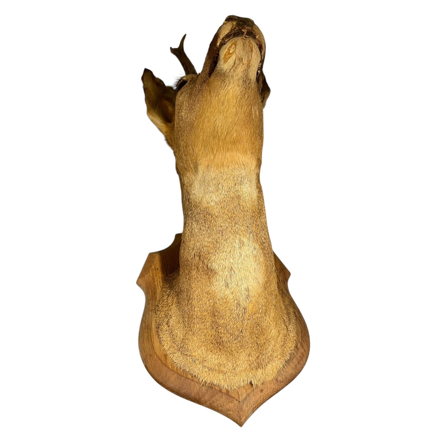 Close-up of a deer head