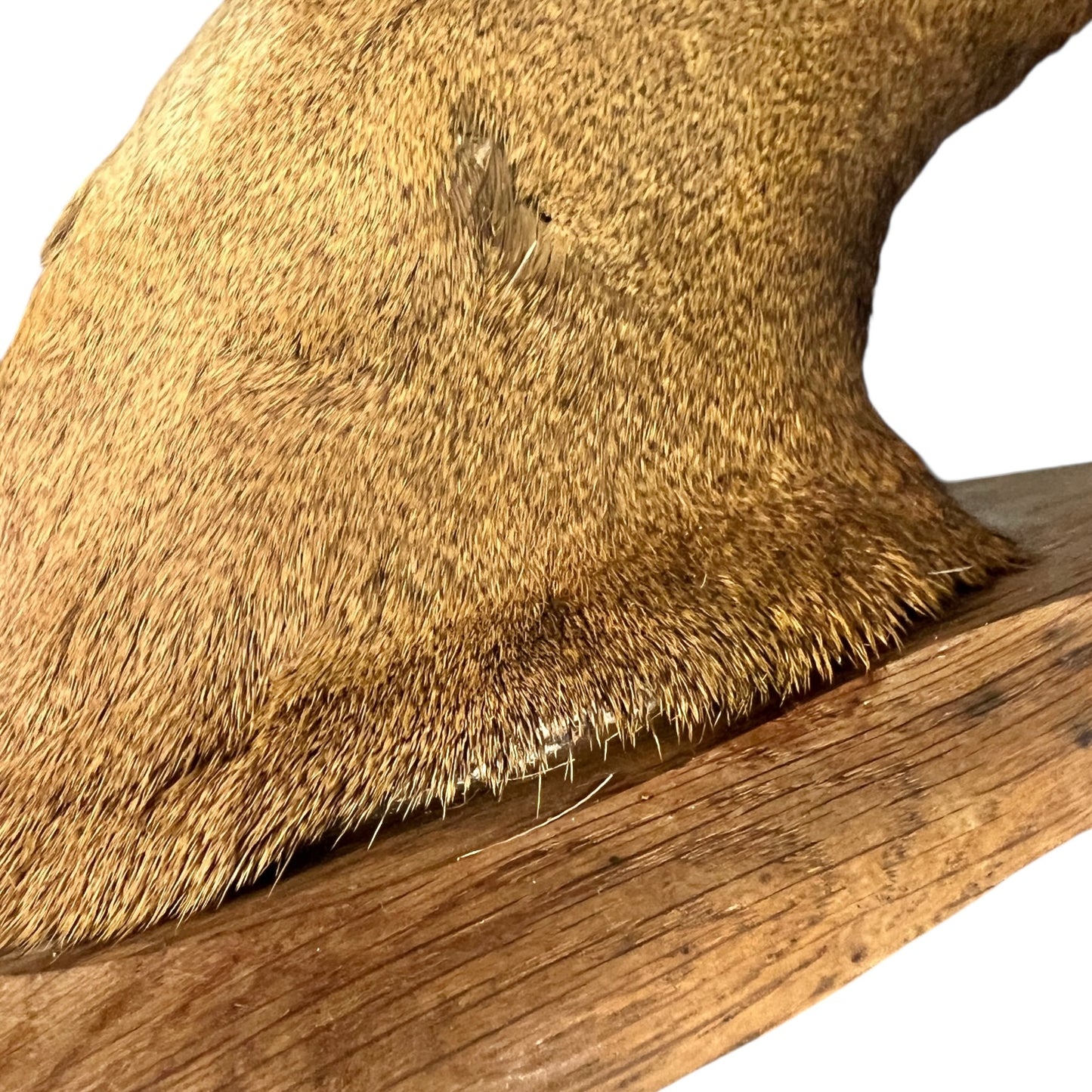 Close-up of a deer head
