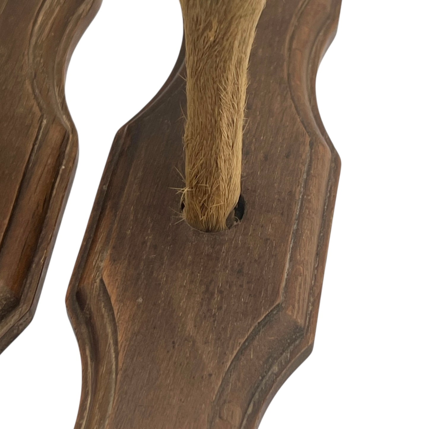 close up of deer hooves on a white background