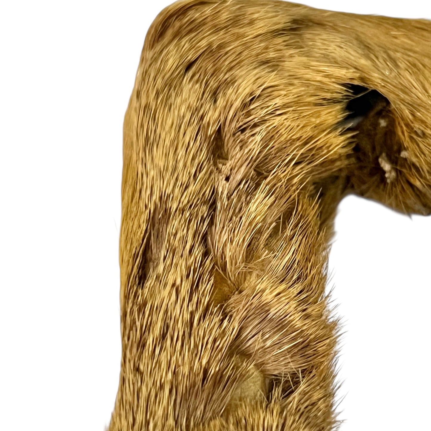 Close up of taxidermy deer hooves