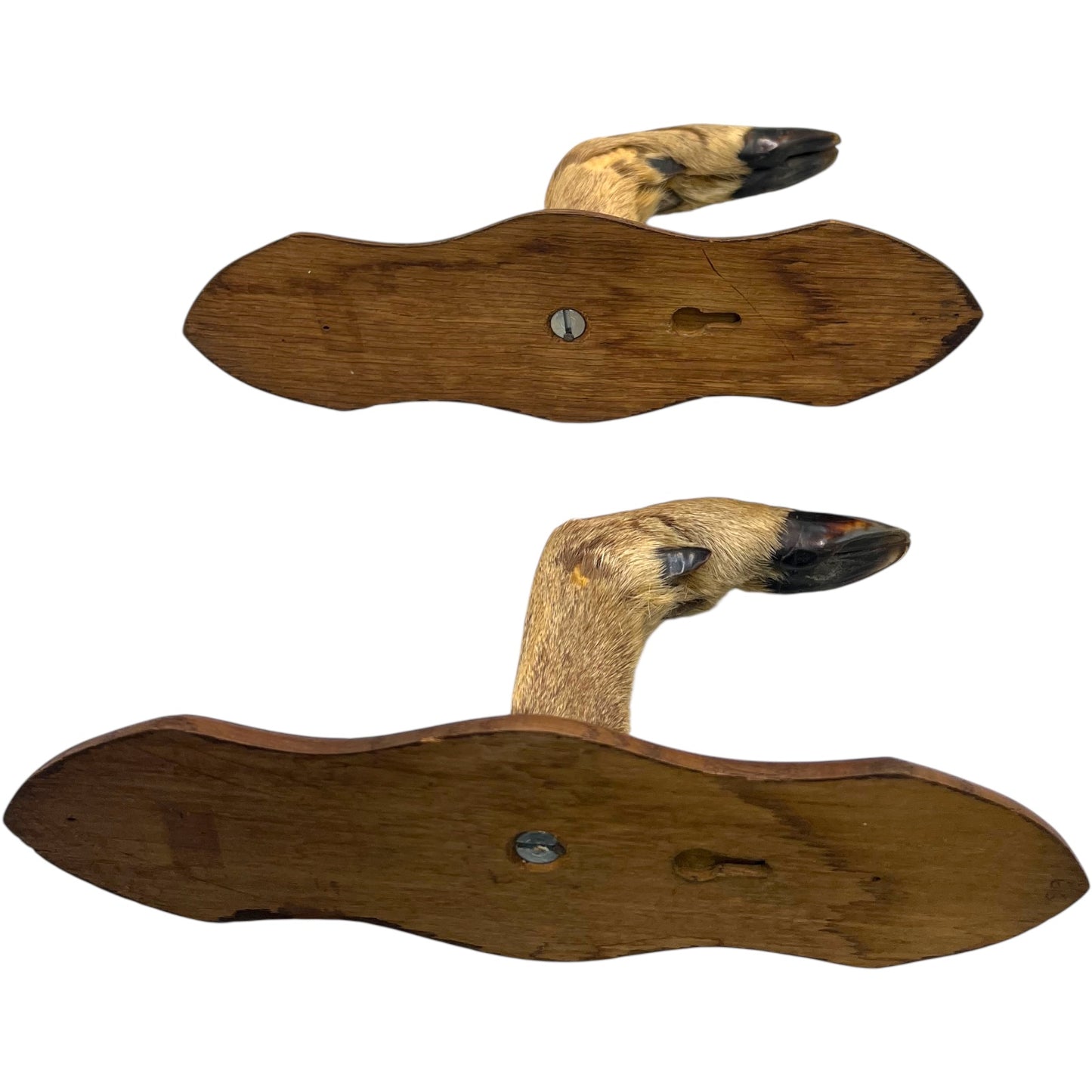close up of a pair of wooden deer antler mounts with fur on a white background