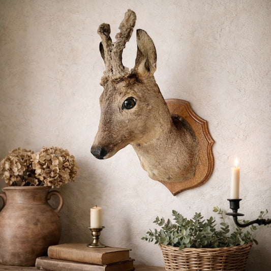 French vintage deer head with furry antlers on a wooden mount set on a period wall with dried flowers and candles